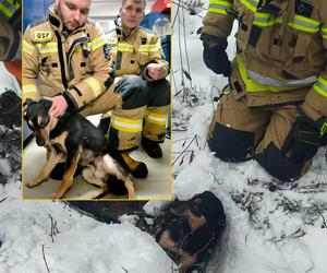 Strażacy uratowali psa z przepustu drogowego