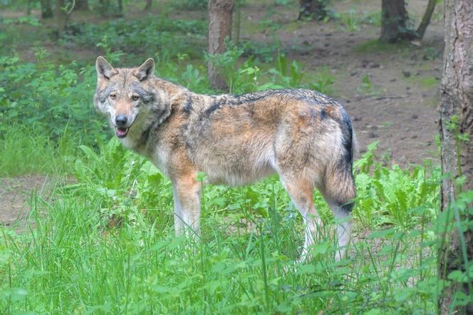 Atak wilków w Zalasowej