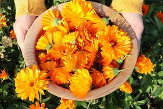 Rośliny i zioła przynoszące szczęście i bogactwo