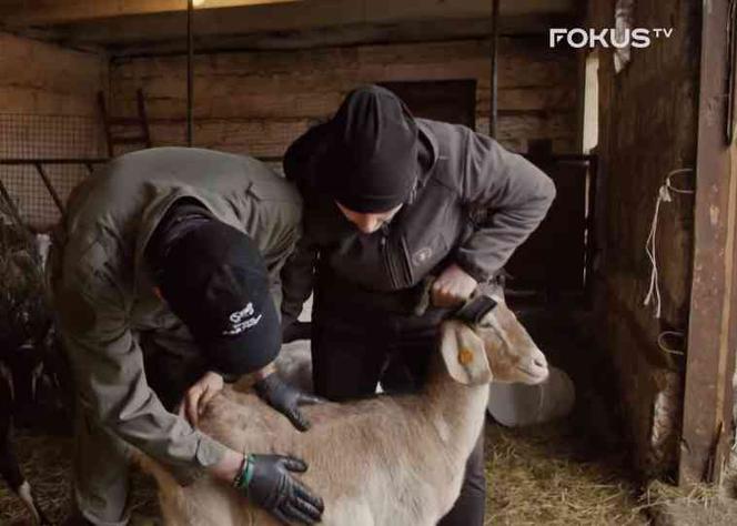 Rolnicy Podlasie 2: Poznajcie Agnieszkę i Jarka! Co się wydarzyło w 3. odcinku? 