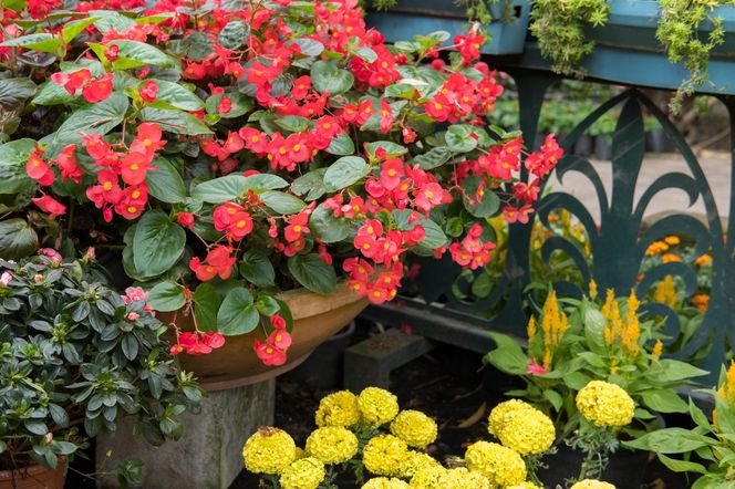 Begonia bulwiasta