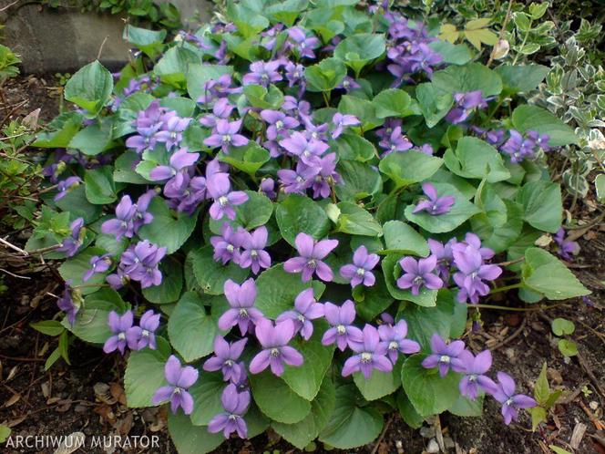 Fiołek motylkowy = fiołek motylkowaty - Viola sororia