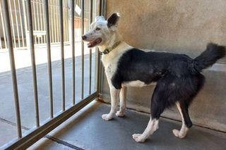 ​Śmieciarki ze zdjęciami psów wyjechały na ulice Leszna. Ruszyła akcja „Czysta Miłość”