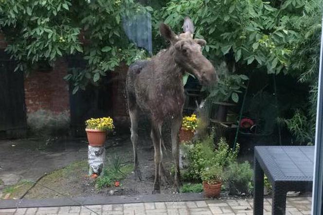 Bydgoszczanka spotkała w ogrodzie... łosia. Zwierzę spacerowało przed jej domem [ZDJĘCIA]