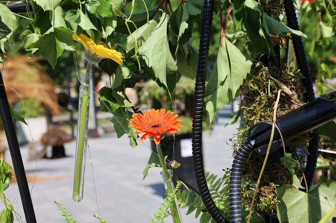 Weekend z florystyką w Lublinie. Zobacz imponujące roślinne instalacje w centrum miasta!