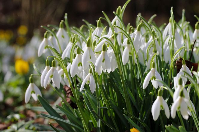 Śnieżyczka przebiśnieg (Galanthus nivalis)