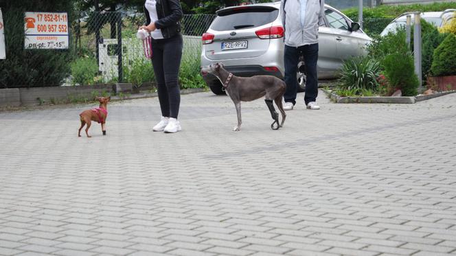 Rzeszowskie Zakłady Ortopedyczne