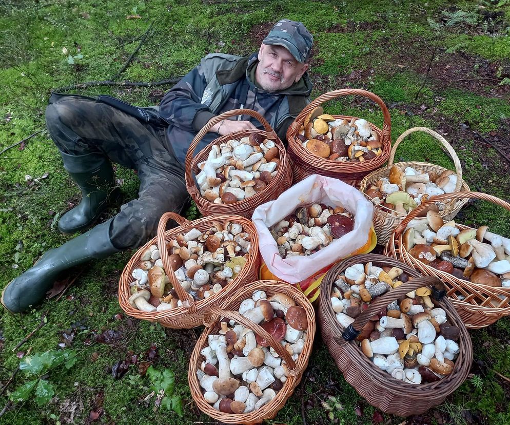 Grzybowe szaleństwo w Świętokrzyskiem. Kiedy koniec?