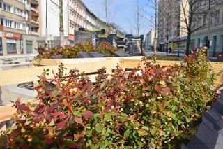 Nowe nasadzenia na alei Wojska Polskiego