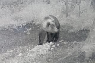 Niedźwiedź brunatny grasuje pod Tarnowem. Fotopułapka zrobiła mu zdjęcia