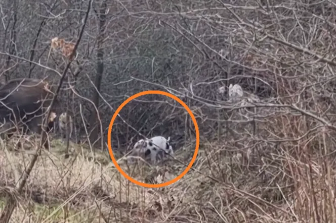 Niesłychane, co zobaczył mieszkaniec Krakowa! To dziki czy dalmatyńczyki? [WIDEO]