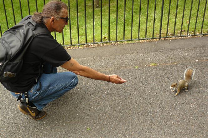 Koniec z karmieniem wiewiórek?