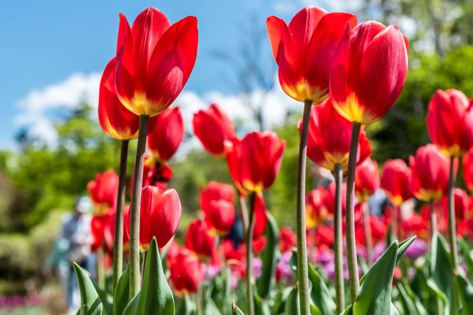 Tulipan 'Apeldoorn'