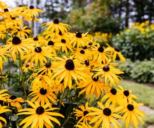 Rudbekia
