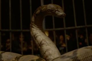 Nagini z Harry'ego Pottera istnieje? Naukowcy odkryli nowy gatunek węża