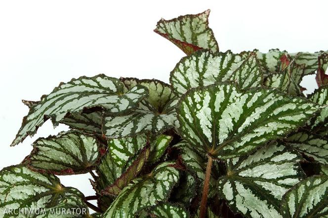 Begonia królewska