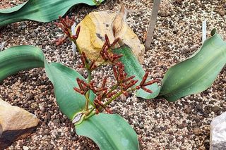 Nowa palmiarnia we Wrocławiu. To będzie wielka atrakcja regionu 