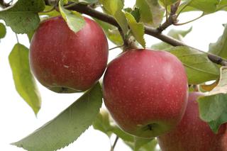 Jabłoń domowa ‘Jomured’ - Malus domestica ‘Jomured’