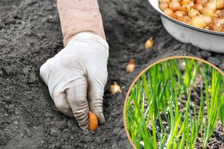 Kiedy i jak sadzić cebulę zimową? Sadzenie cebuli dymki na zimę