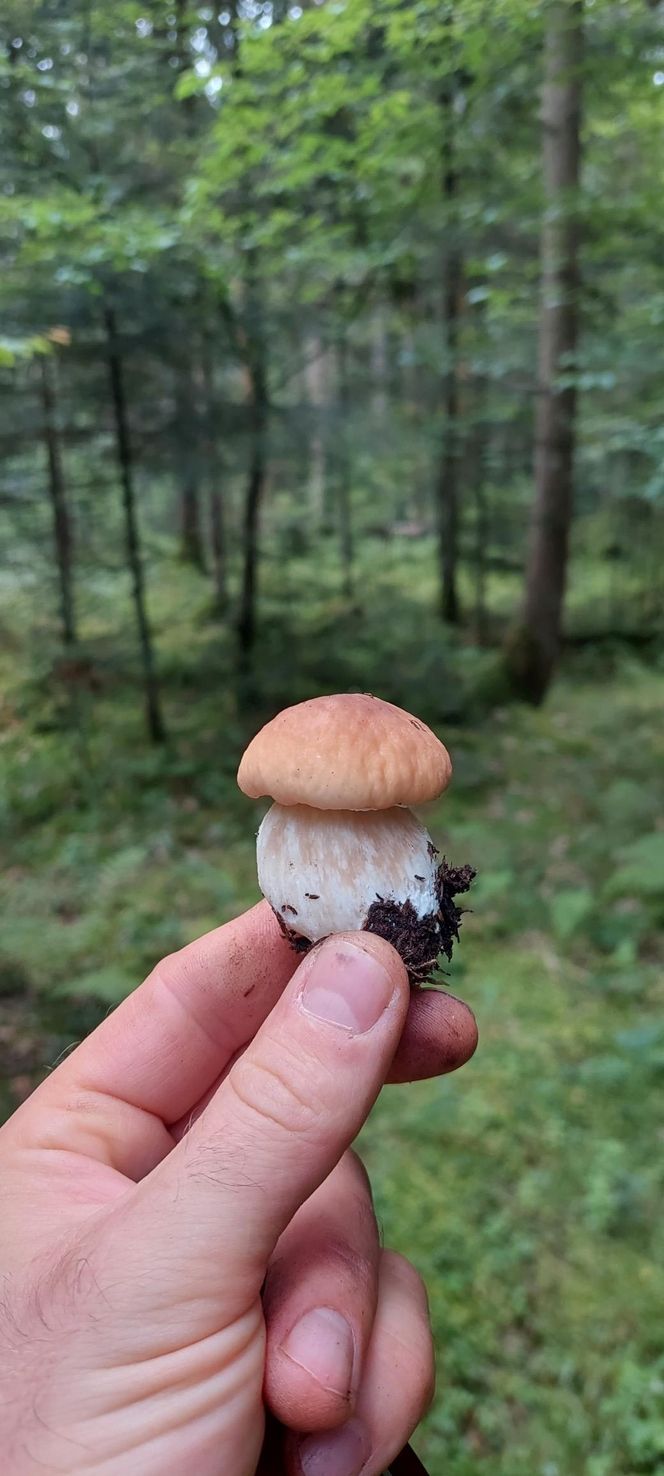 Wysyp grzybów w woj. lubelskim 