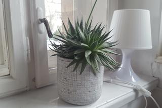 Rzeszowski Inkubator Kultury zachęca do adopcji! Chodzi o... rośliny!