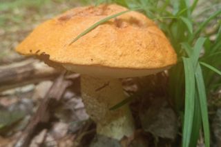 Pierwsze grzyby są już w woj. lubelskim!