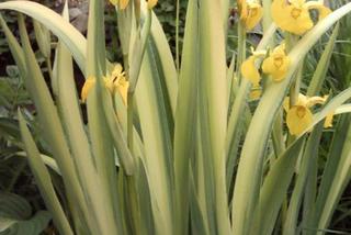 Kosaciec żółty pstrolistny - Iris pseudacorus variegata