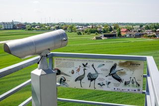 Ptasi raj niedaleko Łodzi. Rezerwat Jeziorsko to jedna z najbardziej niedocenianych atrakcji w regionie