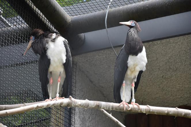 Nowi mieszkańcy zamojskiego Zoo: mangusta błotna, bociany białobrzuche