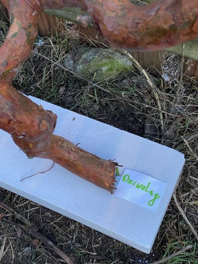 Muzeum Patyka w Toruniu