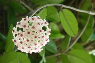 Hoya carnosa: opadają liście i kwiaty [Porada eksperta]