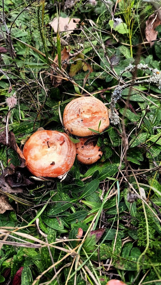 Rydze znalezione na Kaszubach. zdjęcia z grupy bory tucholskie.  Łukasz Węgrzyn