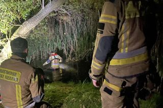 Nie żyje drugi łabędź z Chorzowa. Miasto chce zamontować w okolicy stawu kamerę monitoringu