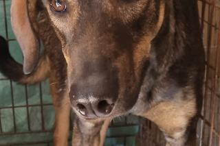 Ktoś porzucił psa nad rzeką. Zwierzak był przywiązany i przerażony