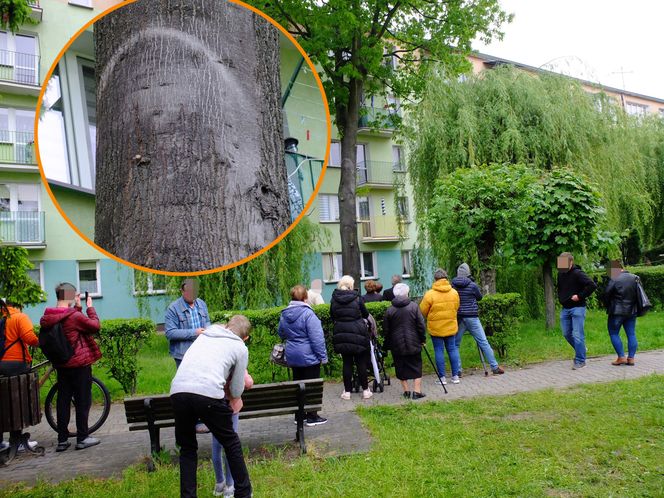 Cud w Parczewie! Pielgrzymki do świętego drzewa, stoją z różańcami pogrążeni w modlitwie