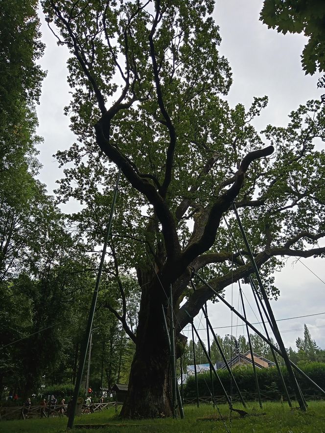 Dąb Bartek w Zagnańsku. Lipiec 2025