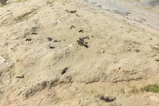 Plaża w Wąsoczu jest piękna, choć na chwilę obecną... bardzo brudna