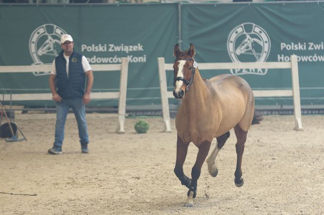 Czempionat Koni Ras Szlachetnych i Pokaz Ogierów Hodowlanych w Radzionkowie