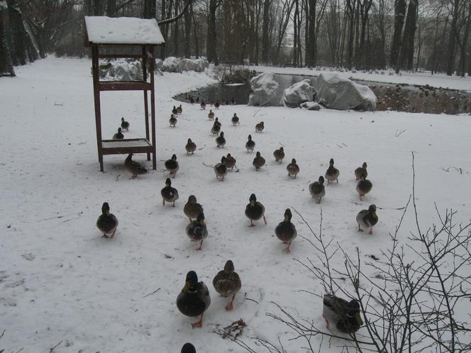 Trwa zimowe dokarmianie ptaków na terenie parków i skwerów w Białymstoku [ZDJĘCIA]