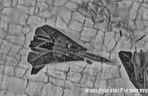 F-14 Tomcat irańskich sił powietrznych