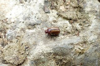 Inwazja wielkich owadów we Wrocławiu. Wplątują się we włosy i wlatują pod koszulki 