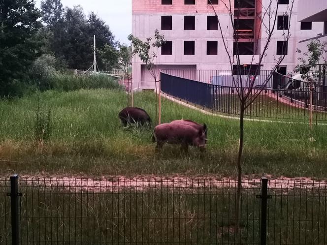 Dziki na osiedlu Czerwone Maki w Krakowie