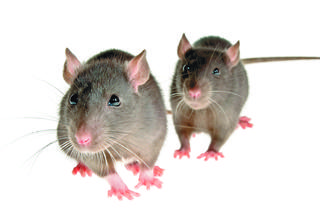 Antykoncepcja zamiast trutki na szczury