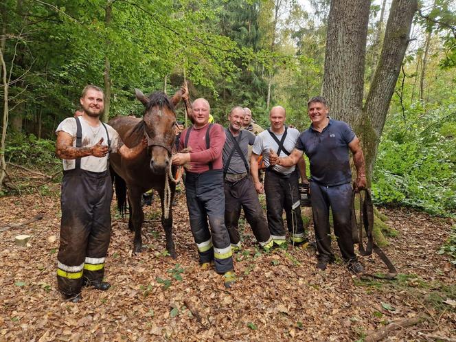 Nietypowe interwencje służb. Strażacy-ochotnicy uratowali stado koni, a strażnicy miejscy sarenki