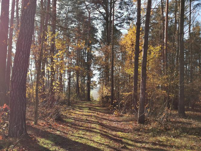 Słoneczny listopadowy poranek w Ostrowie