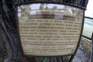 Zabytkowa lipa z Cielętnik