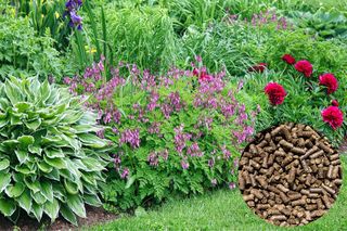 Jak i kiedy stosować obornik granulowany?  Jakie rośliny nim nawozić?