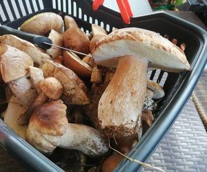 Grzyby, grzybobranie w okolicach Siedlec