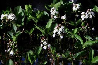 Bobrek trójlistkowy - Menyanthes trifoliata