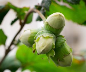 Uczulenie na pyłek leszczyny